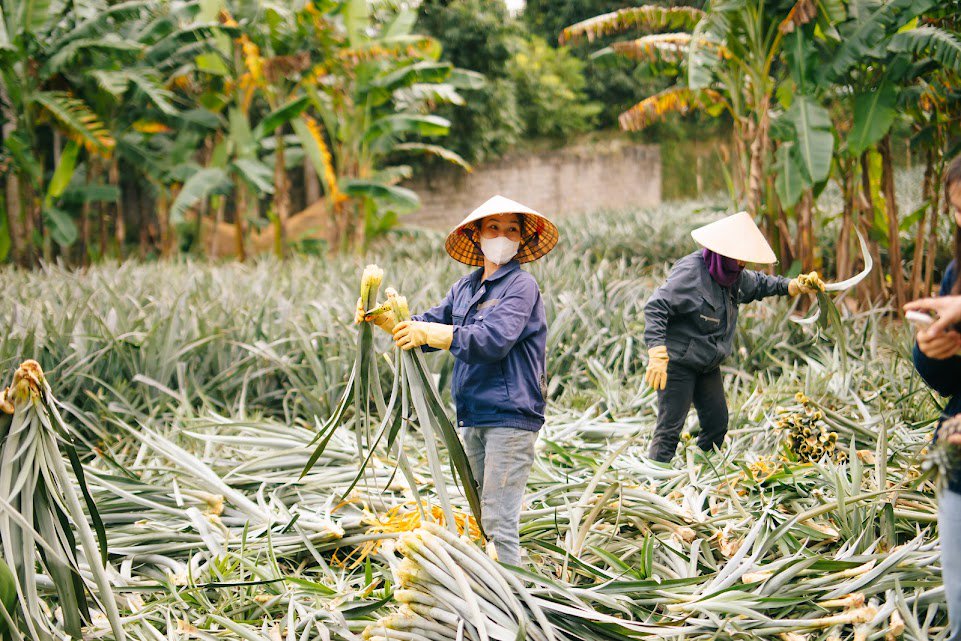 Hinh anh Từ ruộng dứa đến chất liệu bản địa: Hành trình tạo nên Vải Sợi Dứa PINALINA™ 1