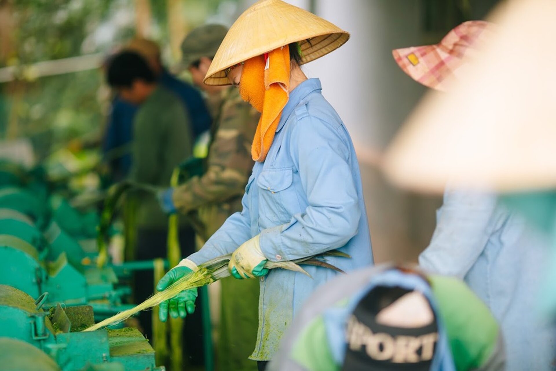 Hinh anh Từ ruộng dứa đến chất liệu bản địa: Hành trình tạo nên Vải Sợi Dứa PINALINA™ 3