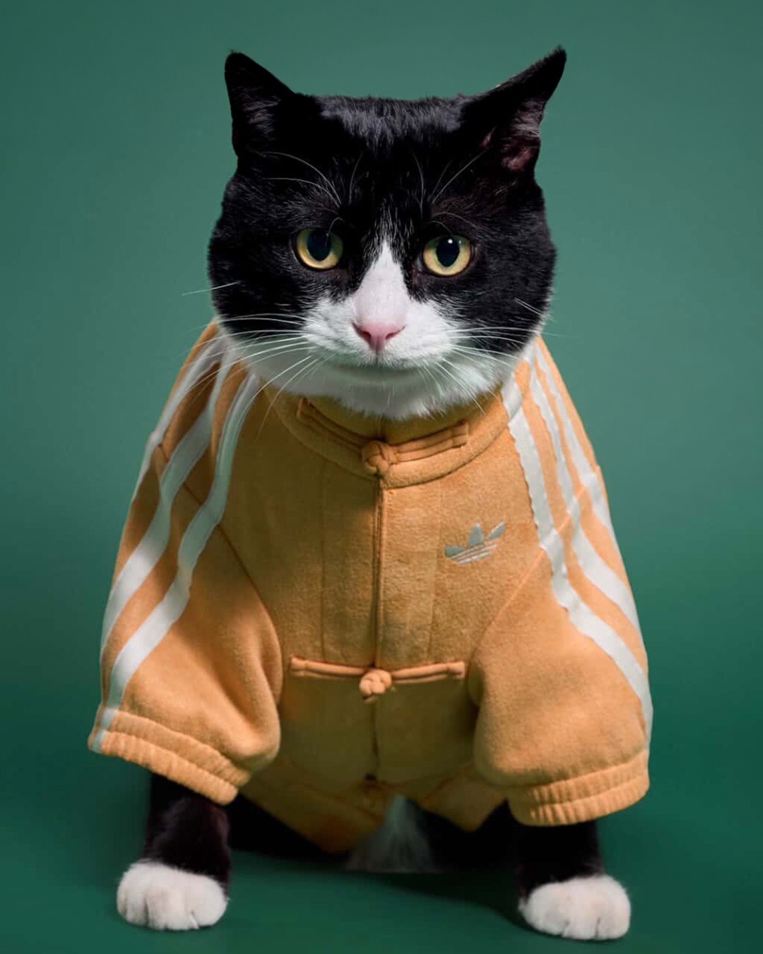 Hinh anh adidas ra mắt Track Top dành cho thú cưng tại thị trường Trung Quốc 4