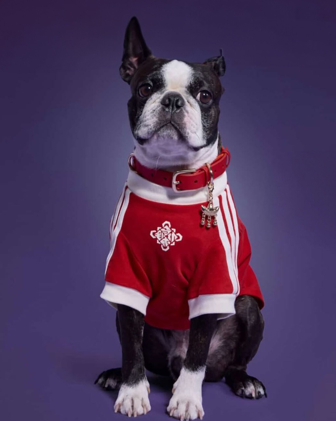 Hinh anh adidas ra mắt Track Top dành cho thú cưng tại thị trường Trung Quốc 5