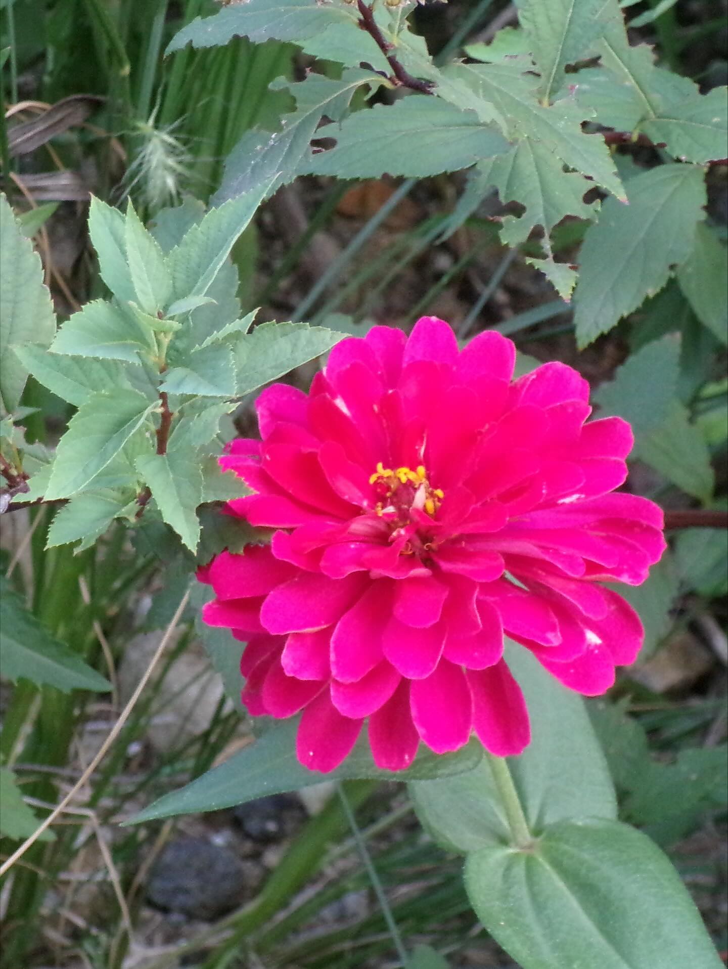 Hinh anh Có gì trong “tiệm tạp hóa digicam” của idol Kpop? 19