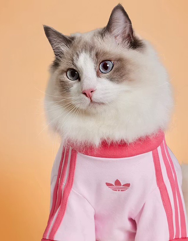 Hinh anh Thú cưng: Nền kinh tế trị giá tỷ đô 5