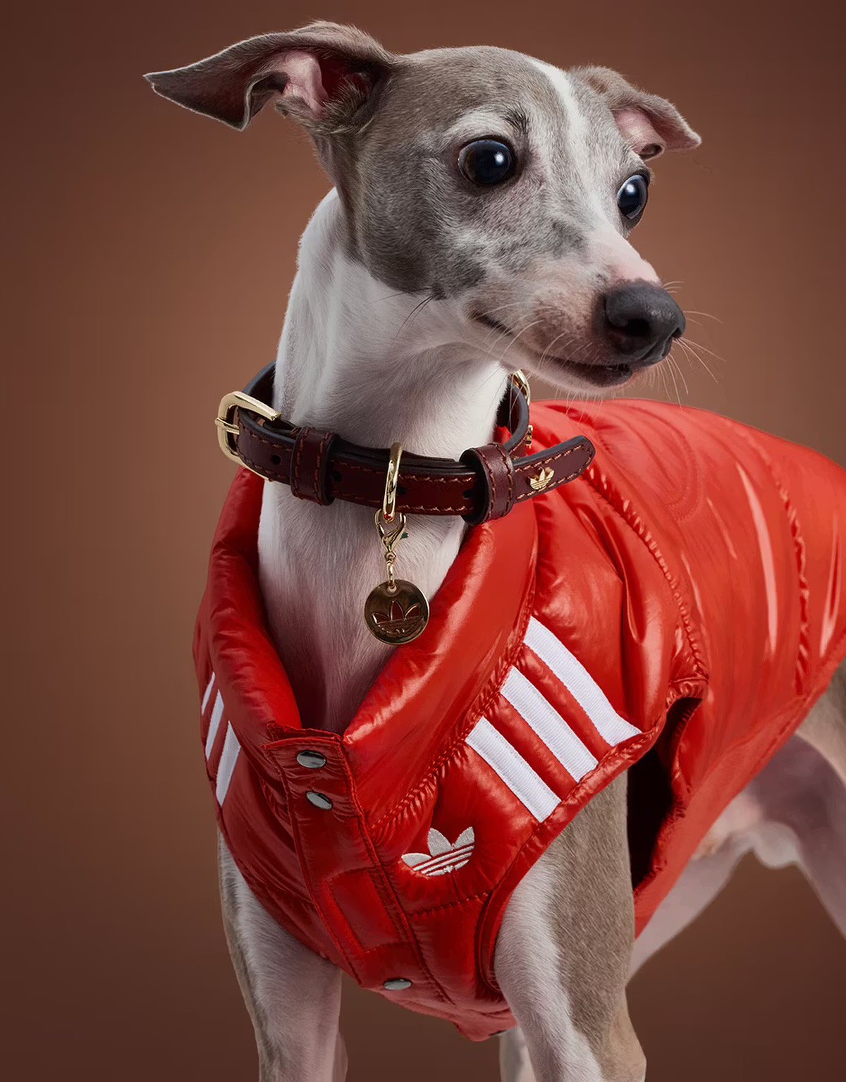 Hinh anh Thú cưng: Nền kinh tế trị giá tỷ đô 3