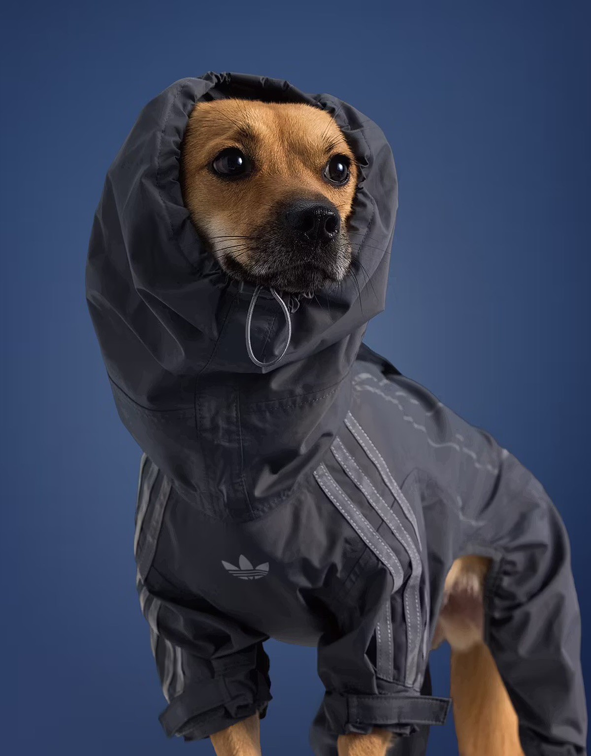 Hinh anh Thú cưng: Nền kinh tế trị giá tỷ đô 2