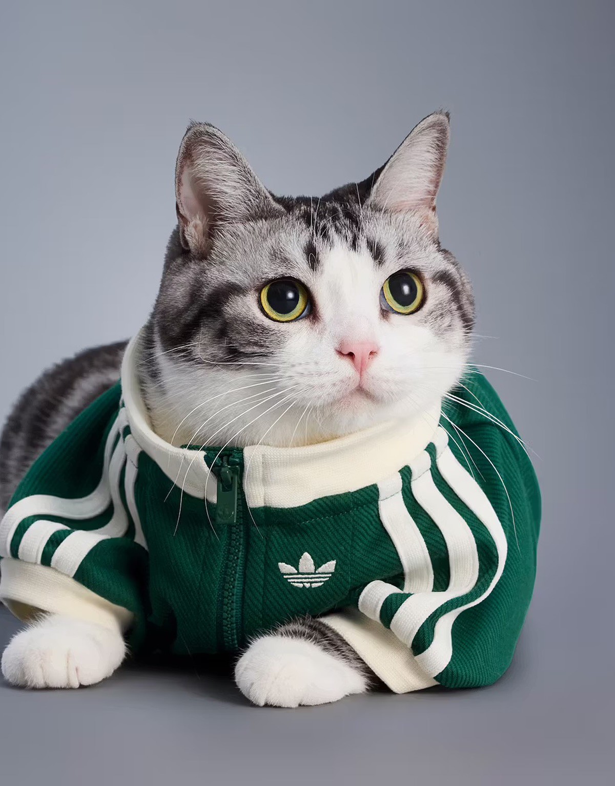 Hinh anh Thú cưng: Nền kinh tế trị giá tỷ đô 4