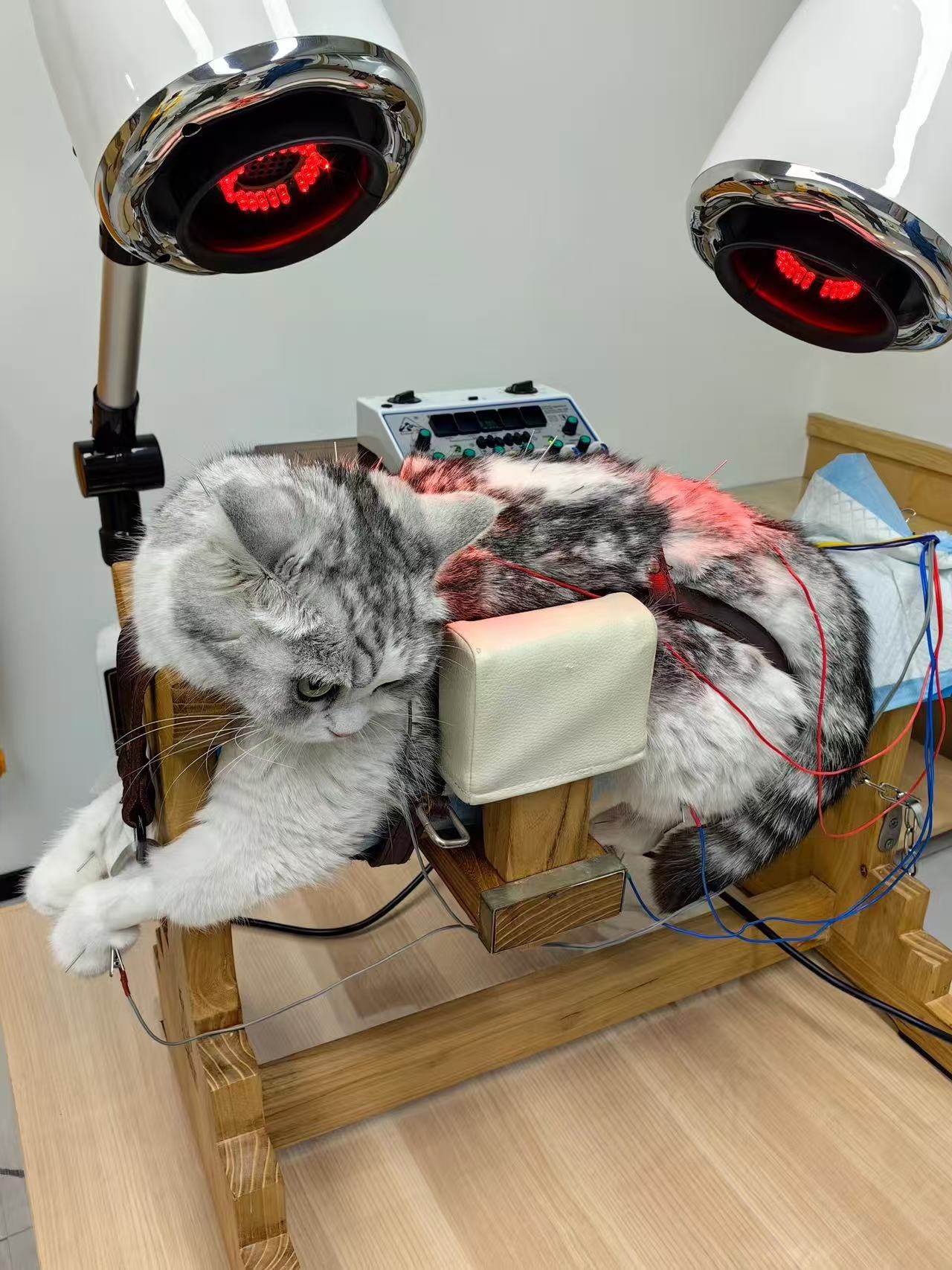 Hinh anh Thú cưng: Nền kinh tế trị giá tỷ đô 1