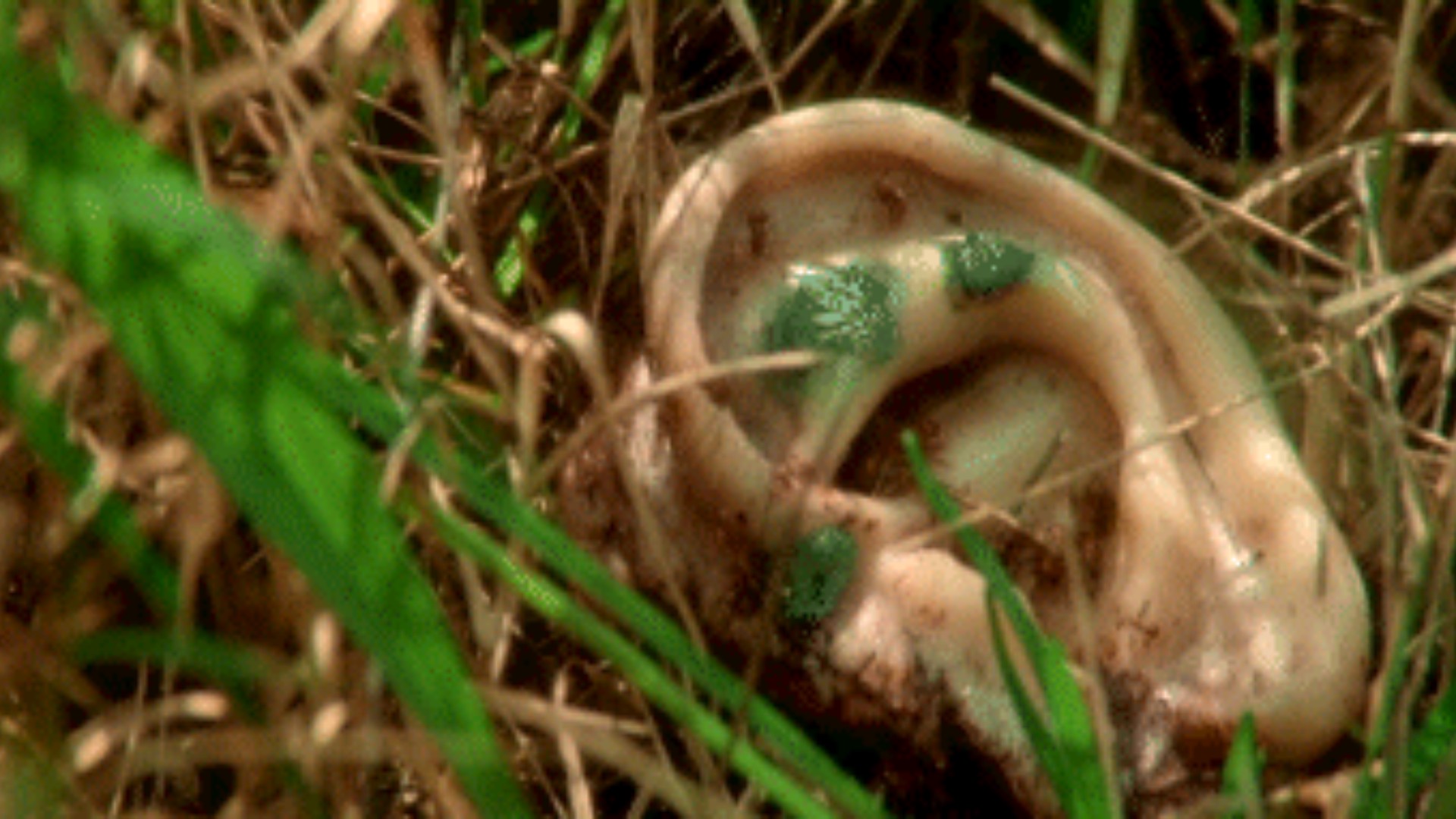 Hinh anh Vì sao thời trang mãi mê đắm vũ trụ điện ảnh của David Lynch? 4