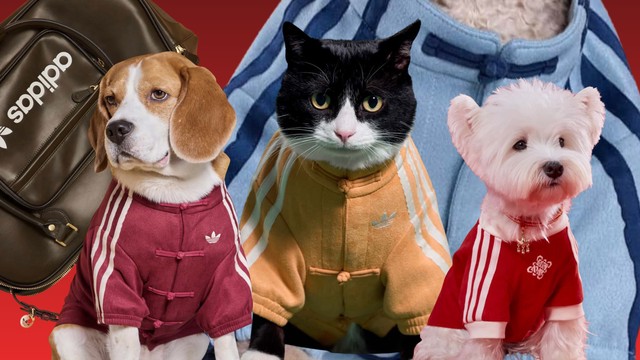 adidas ra mắt Track Top dành cho thú cưng tại thị trường Trung Quốc