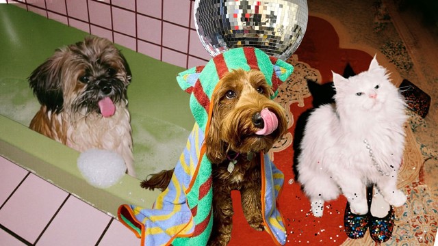 Thú cưng: Nền kinh tế trị giá tỷ đô