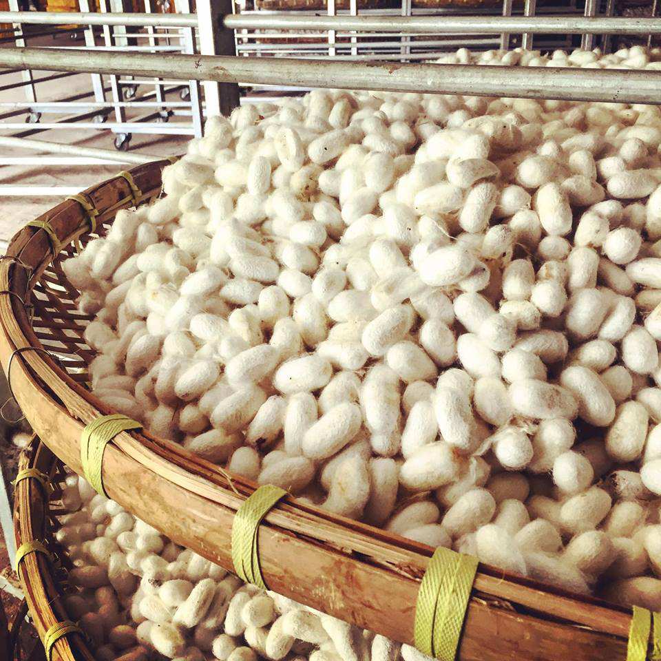 Textile Journey: Một hành trình khám phá nghề thủ công truyền thống từ ngàn xưa qua nét đẹp của tơ lụa