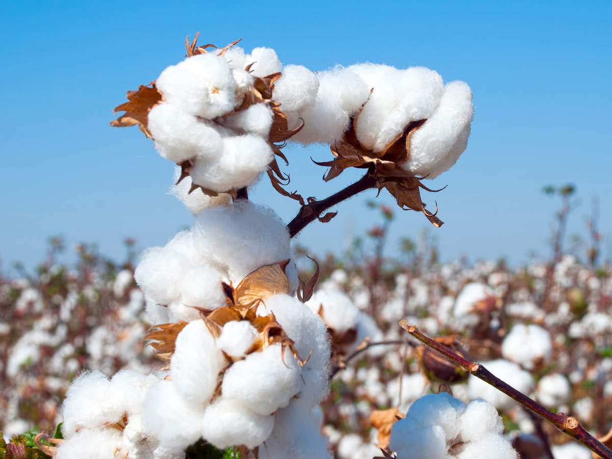 Làm sao để sử dụng chất liệu cotton một cách bền vững hơn với môi trường?