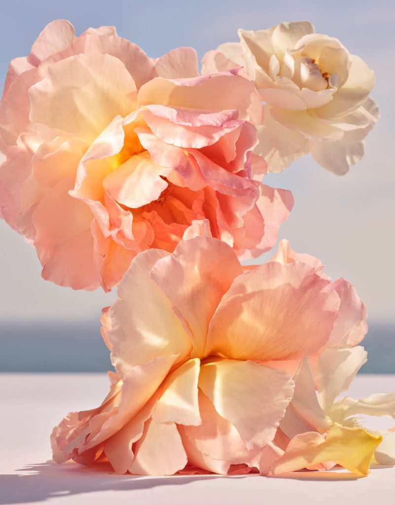 Hinh anh Dancing Bloom 2