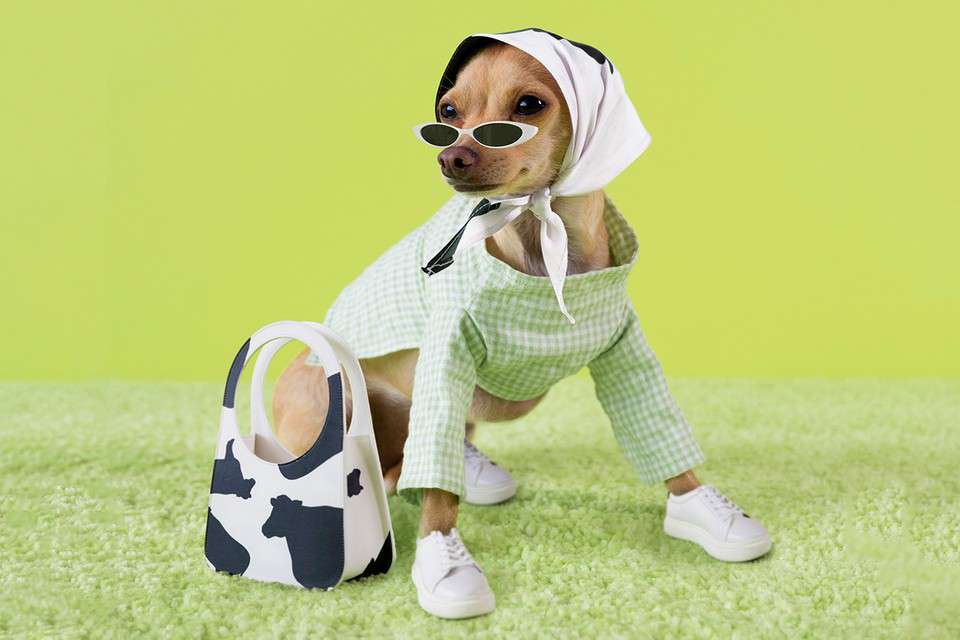 Hinh anh Từ Gucci đến Marine Serre: "Petfluencer" đang khuấy đảo các thương hiệu xa xỉ 1