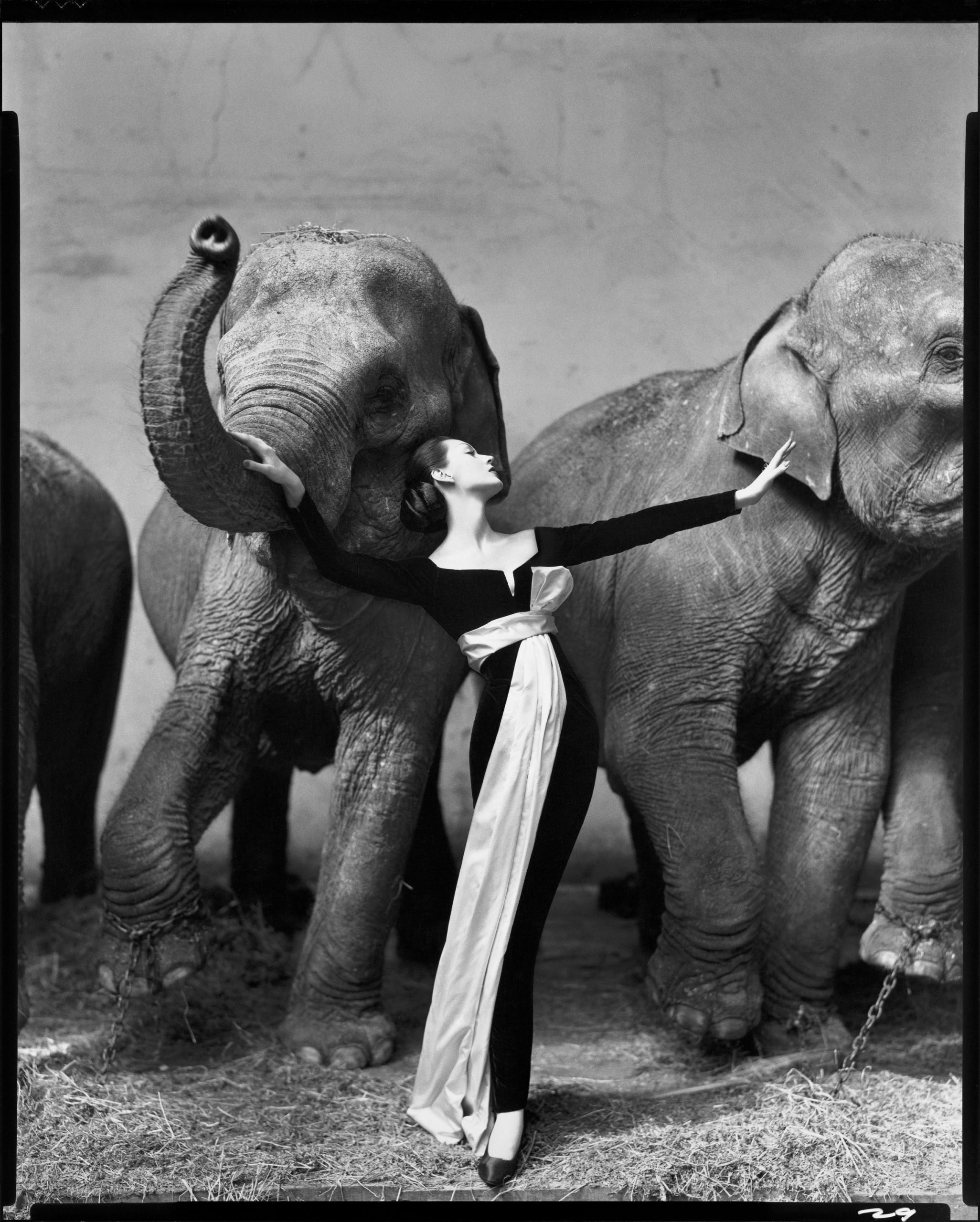 Hinh anh Richard Avedon – Dovima với đàn voi, 1955 và Carmen, 1957 1