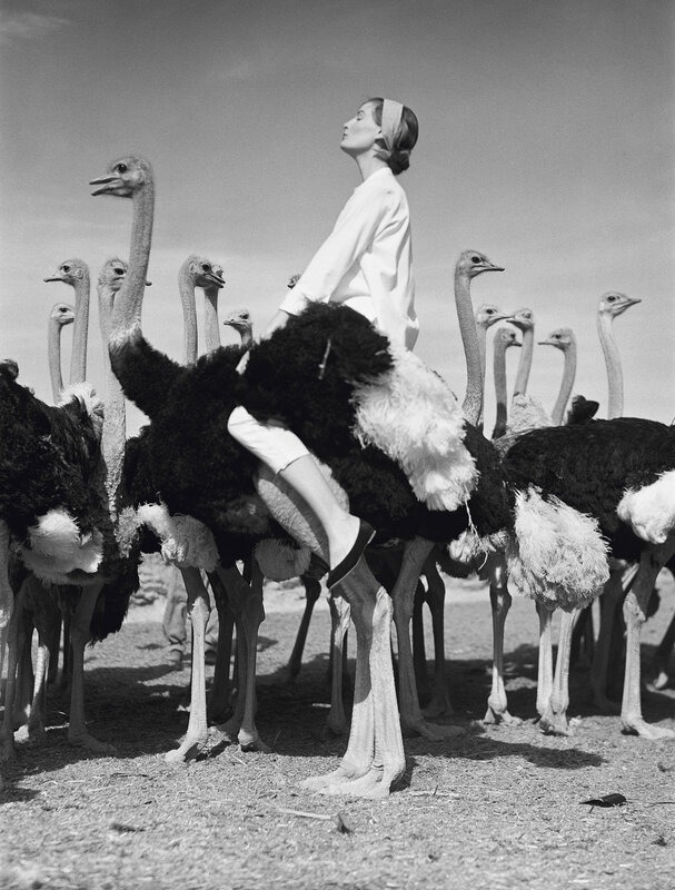 Hinh anh Norman Parkinson – Wenda và dàn đà điểu, 1951 1