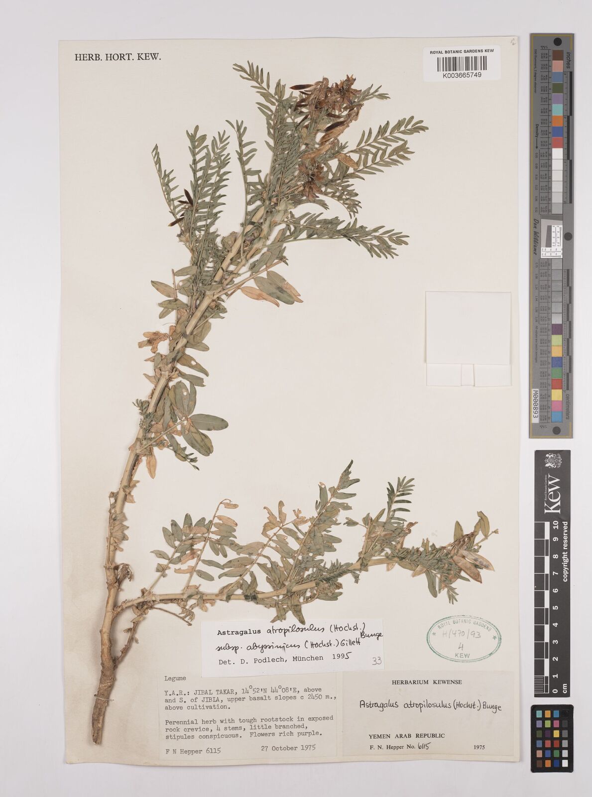 Hinh anh Chuyện của chàm, không chỉ có Woad hay Indigofera 2