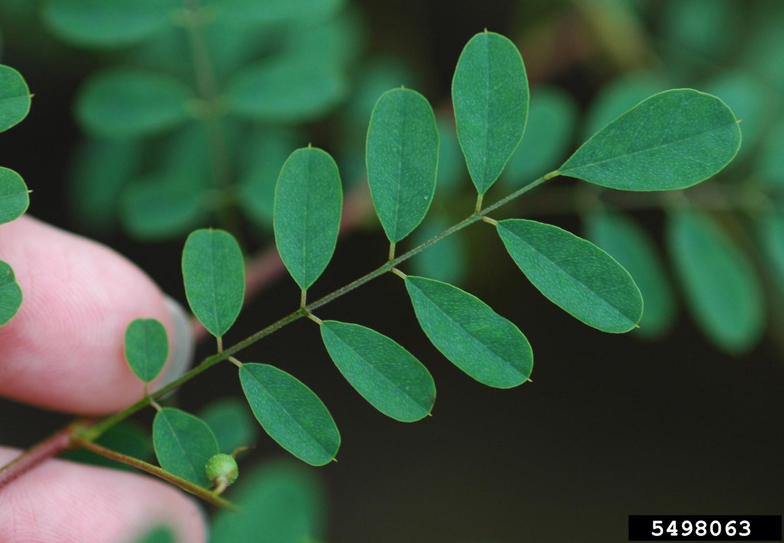 Hinh anh Chuyện của chàm, không chỉ có Woad hay Indigofera 3